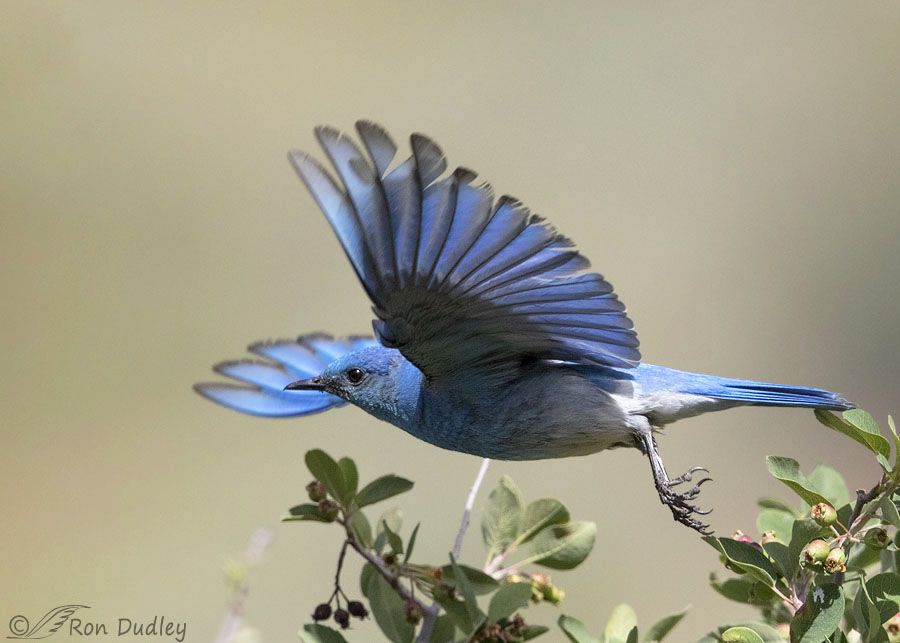 Male Mountain Bluebird In Flight (plus a lesson in sharpness) – Feathered Photography