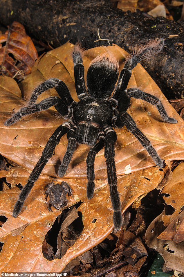 A series of images taken by wandering Italian naturalist Emanuele Biggi also include shots of the mammoth spider eating a cockroach and the spider towering over its amphibian partner in crime