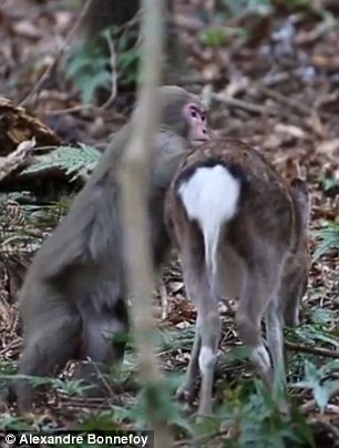 The male mounted the deer and displayed some copulation behaviors
