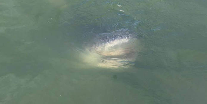Sharks in the Bay?! - Chesapeake Bay Foundation