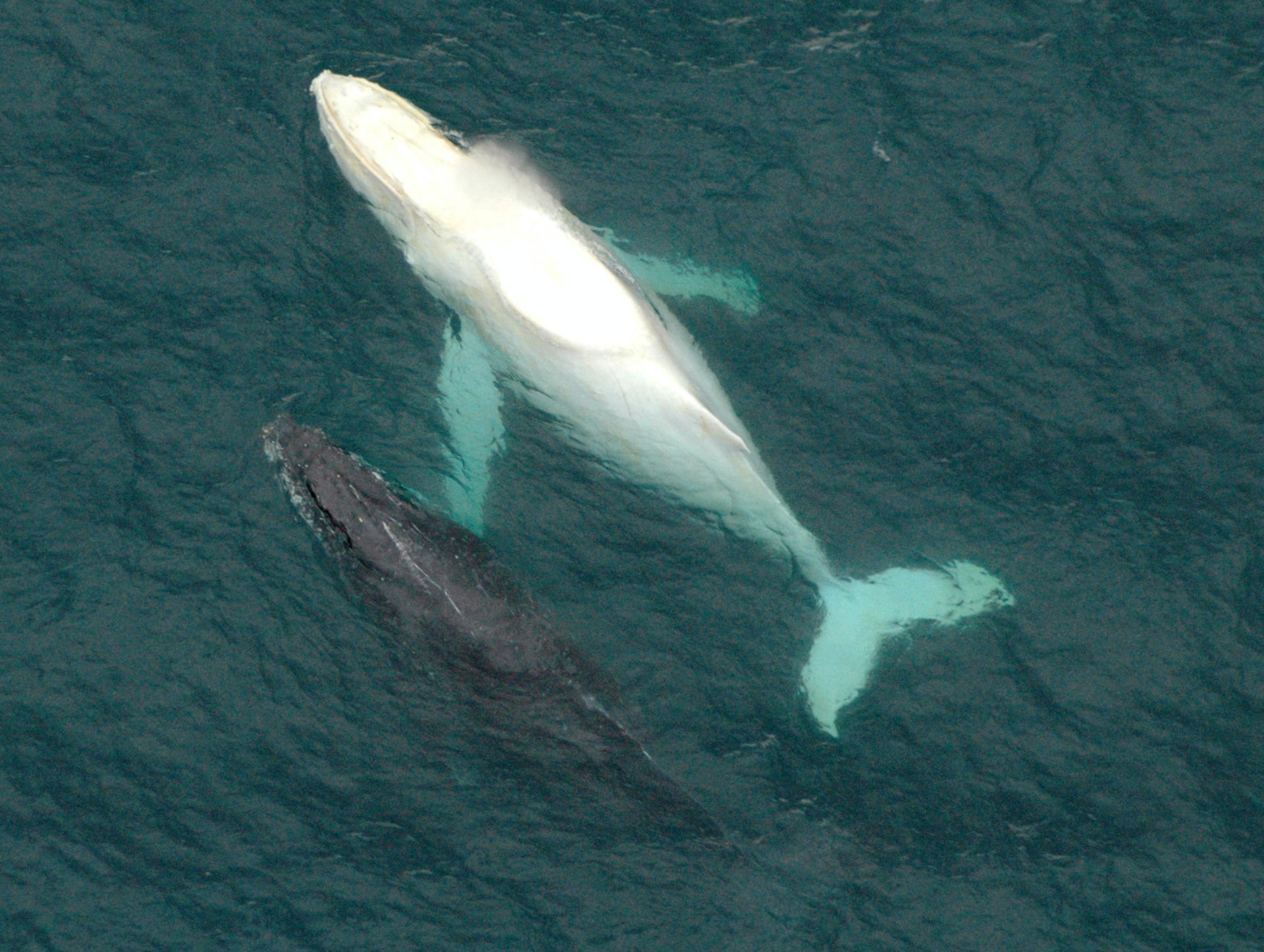 Is Migaloo ... dead? As climate change transforms the ocean, the iconic white humpback has been missing for two years